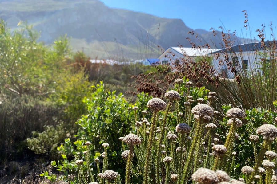 0 Bedroom Property for Sale in Bettys Bay Western Cape